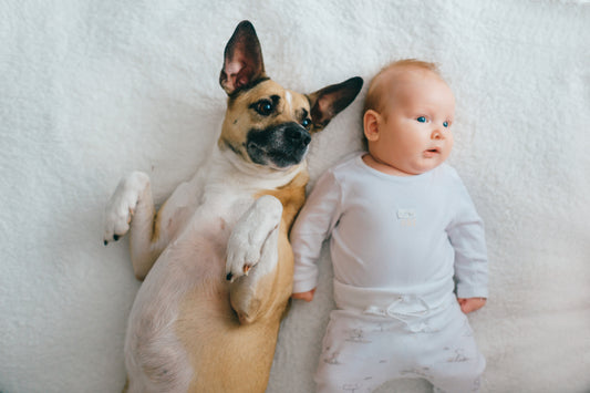 Comment préparer votre maison pour l'arrivée d'un bébé et d'un animal de compagnie